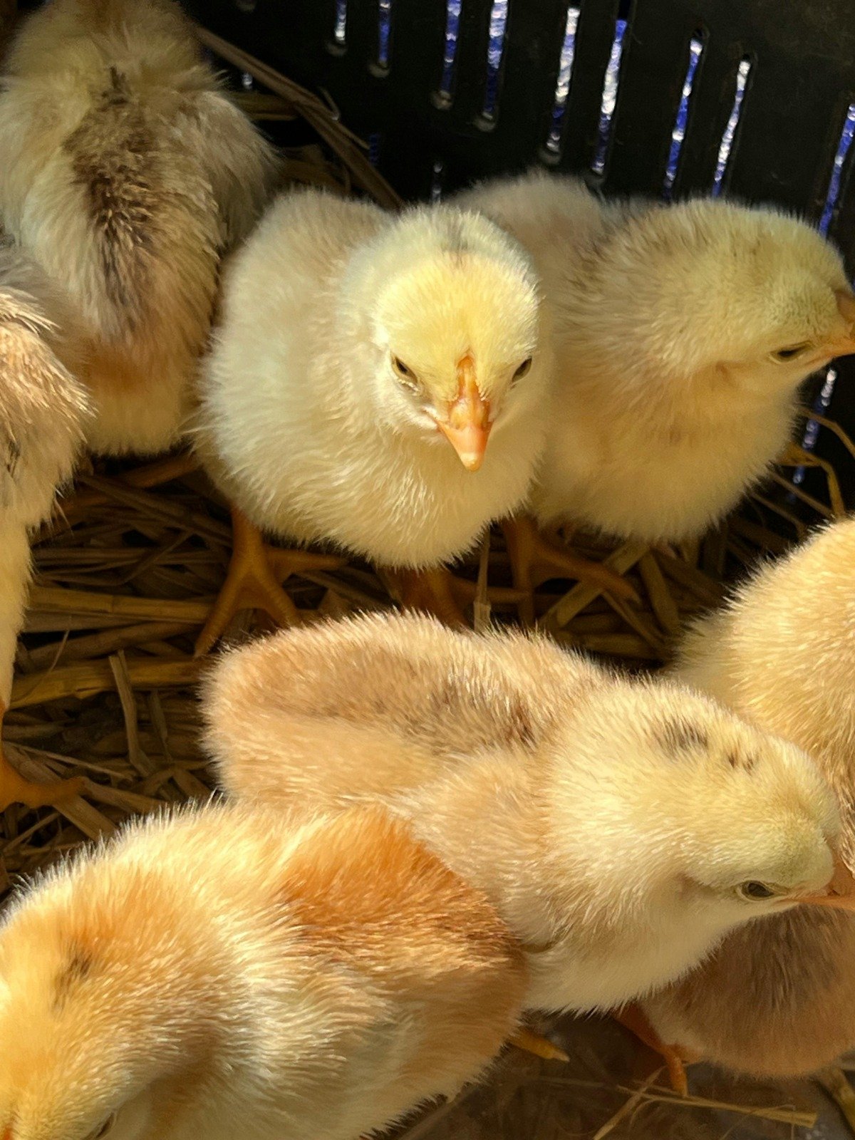 Profitability Advisory and Farm Management